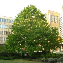 Corylus colurna